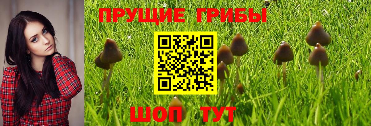 Долгопрудный  Галлюциногенные грибы Magic Shrooms  Вход с VPN 