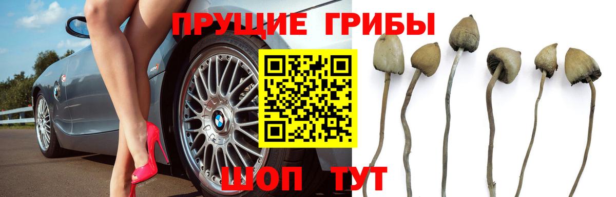 Псилоцибиновые грибы прущие грибы Долгопрудный